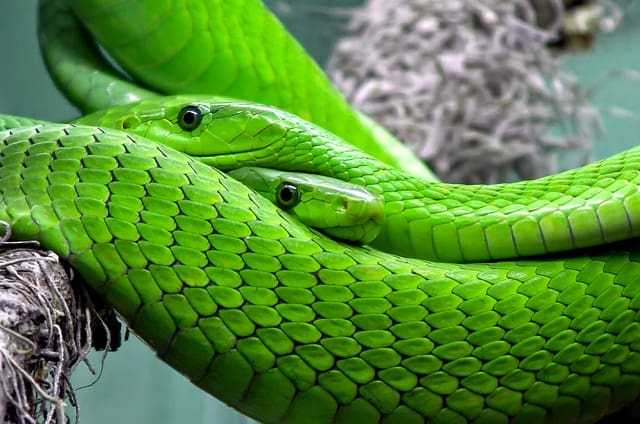 Sonhar com cobra verde